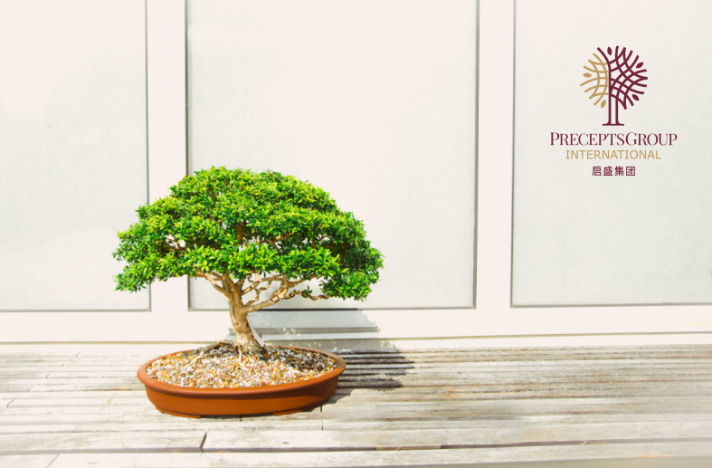 A bonsai tree in a shallow pot is placed on a wooden surface with a logo for PreceptsGroup International on a white background beside it, symbolizing the precision and growth that Lee Chiwi, CEO of PreceptsGroup International, aims to achieve.
